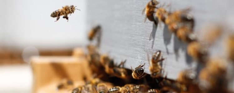 bees and wasp control kingston