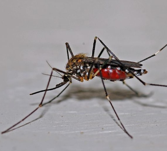mosquito control services in Kingston