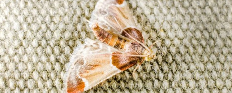 moth control kingston